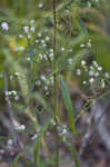 Calico aster